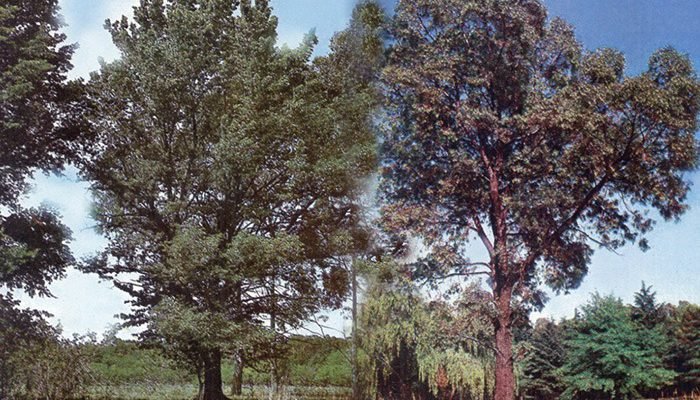 Los Árboles y las Sombras Gringas