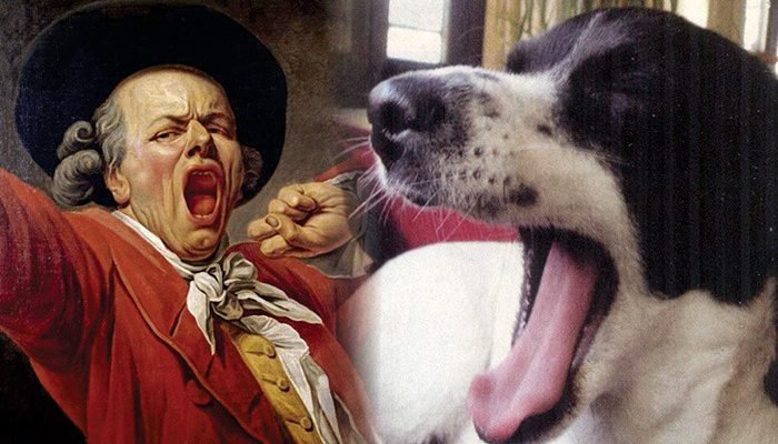 Bostezan los Perros