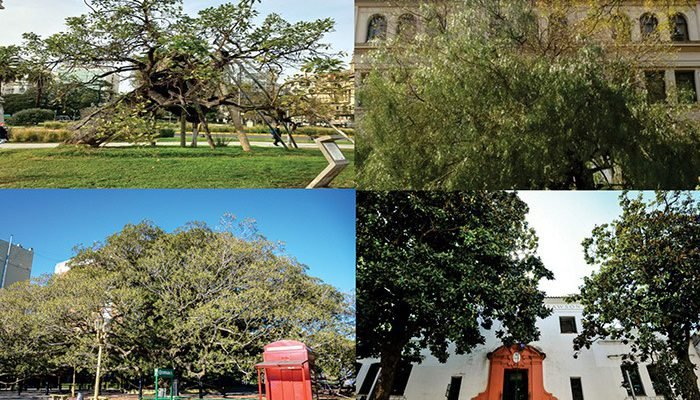 Los Árboles más Antiguos de Buenos Aires