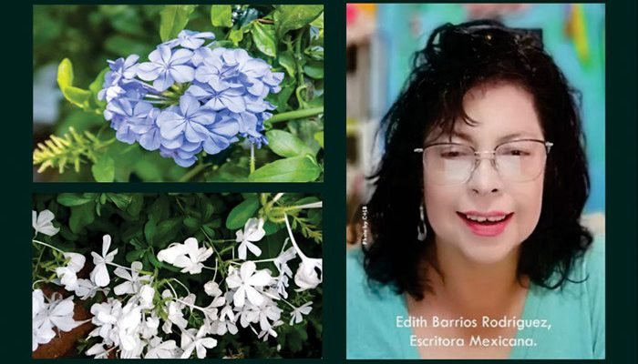 El Plumbago: Esa Sensación de Fidelidad y Sincero Amor
